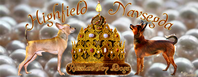 Highfield, iz, Navsegda, Russian toy, puppy, dog, breeders